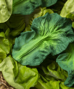 Oli & Carol - Beißhilfe "Kendall the Kale" aus Naturkautschuk – Bild 6