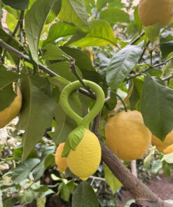 Oli & Carol - Rassel "Lemon" aus Naturkautschuk – Bild 3